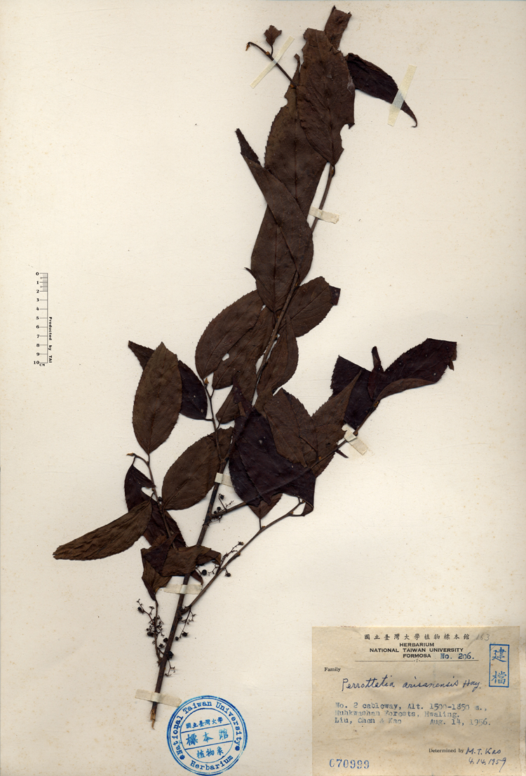 中文種名:佩羅特木學名:Perrottetia arisanensis Hay.俗名:佩羅特木俗名（英文）:佩羅特木