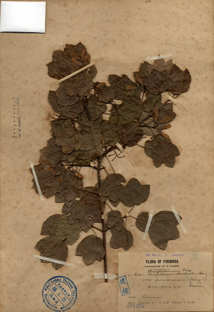 中文種名:台灣三角楓學名:Acer Burgerianum Miq. var. formosanum (Hay.) Sasaki俗名:台灣三角楓俗名（英文）:台灣三角楓