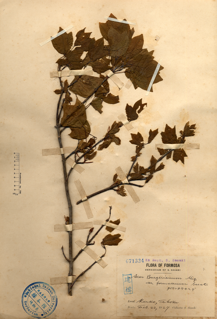 中文種名:台灣三角楓學名:Acer Burgerianum Miq. var. formosanum Sasaki俗名:台灣三角楓俗名（英文）:台灣三角楓