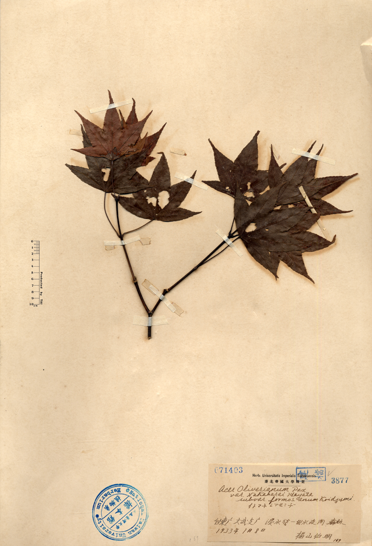 中文種名:青楓學名:Acer Oliverianum Pax var. Nakaharai Hayata subvar. formosanum Koidzumi俗名:青楓俗名（英文）:青楓