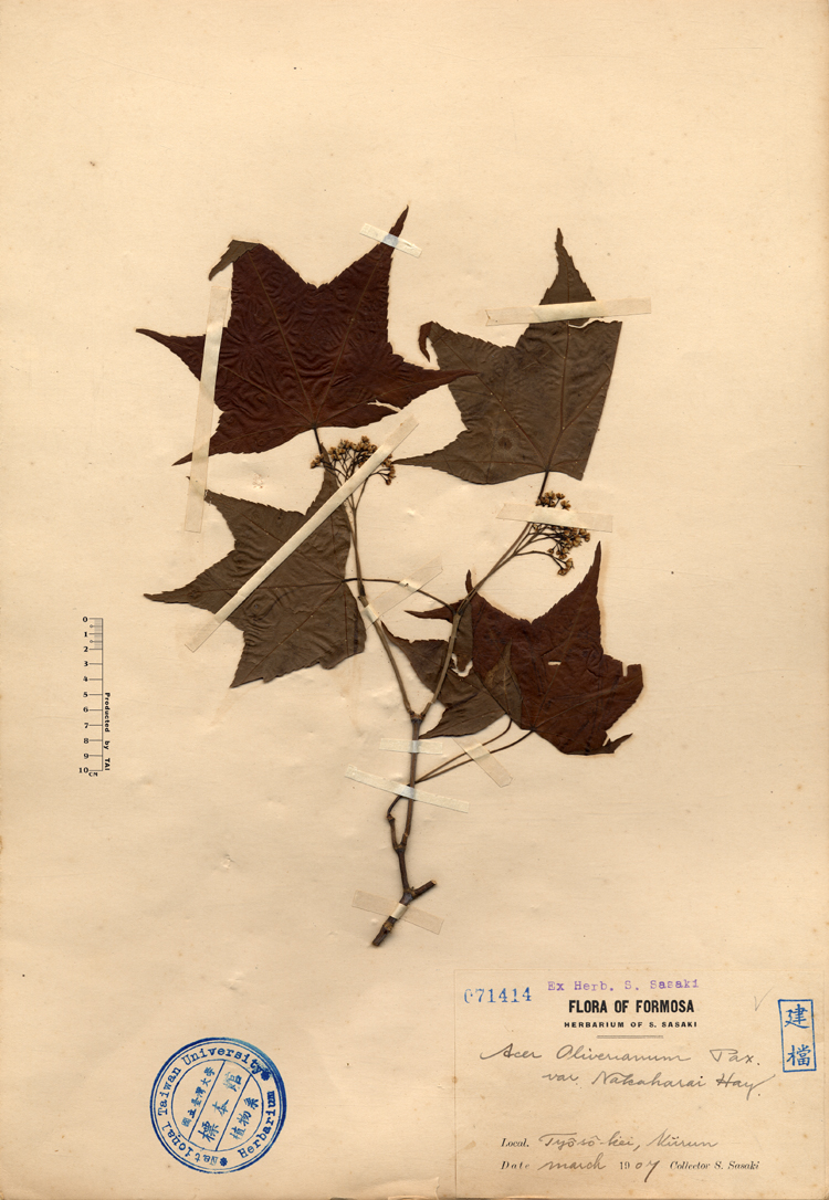 中文種名:青楓學名:Acer Oliverianum Pax. var. Nakaharai Hay.俗名:青楓俗名（英文）:青楓