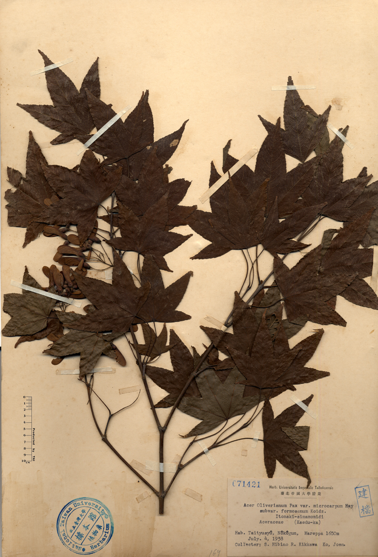 中文種名:青楓學名:Acer Oliverianum Pax var. microcarpum Hay subvar. formosanum Koidz.俗名:青楓俗名（英文）:青楓