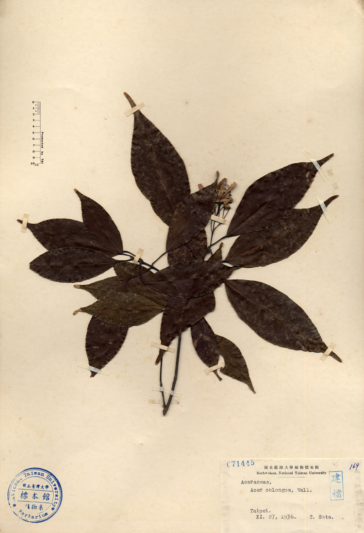 中文種名:樟葉槭學名:Acer oblongum, Wall.俗名:樟葉槭俗名（英文）:樟葉槭