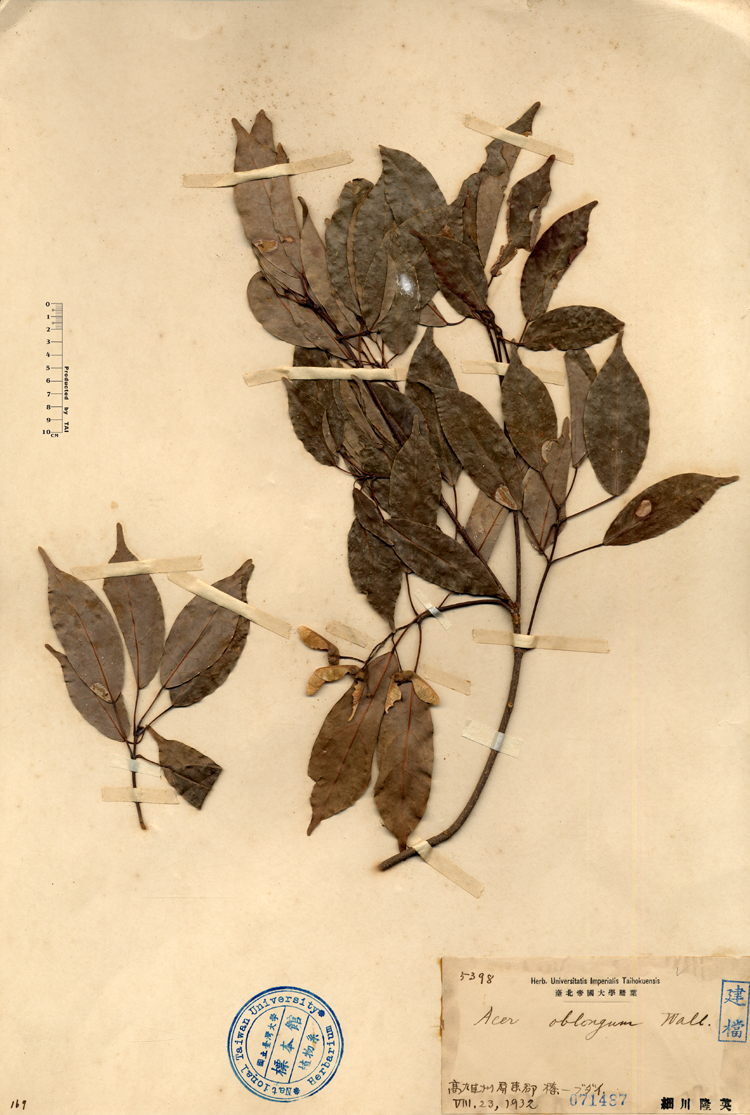 中文種名:樟葉槭學名:Acer oblongum Wall.俗名:樟葉槭俗名（英文）:樟葉槭