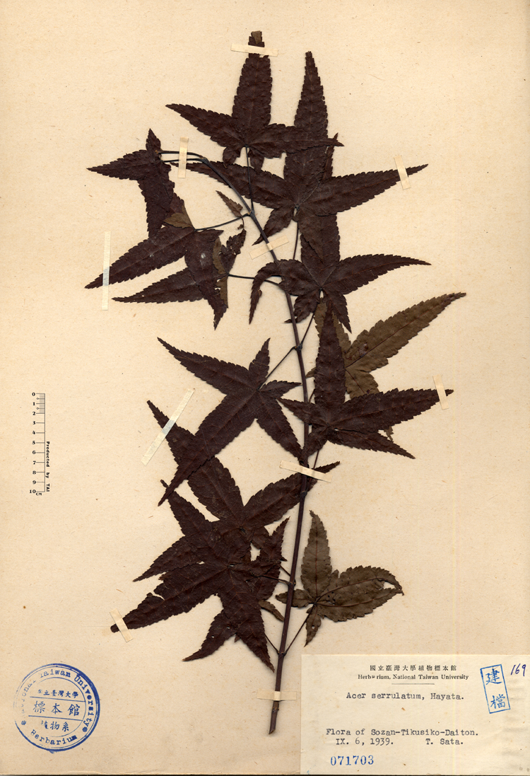 中文種名:青楓學名:Acer serrulatum, Hayata.俗名:青楓俗名（英文）:青楓