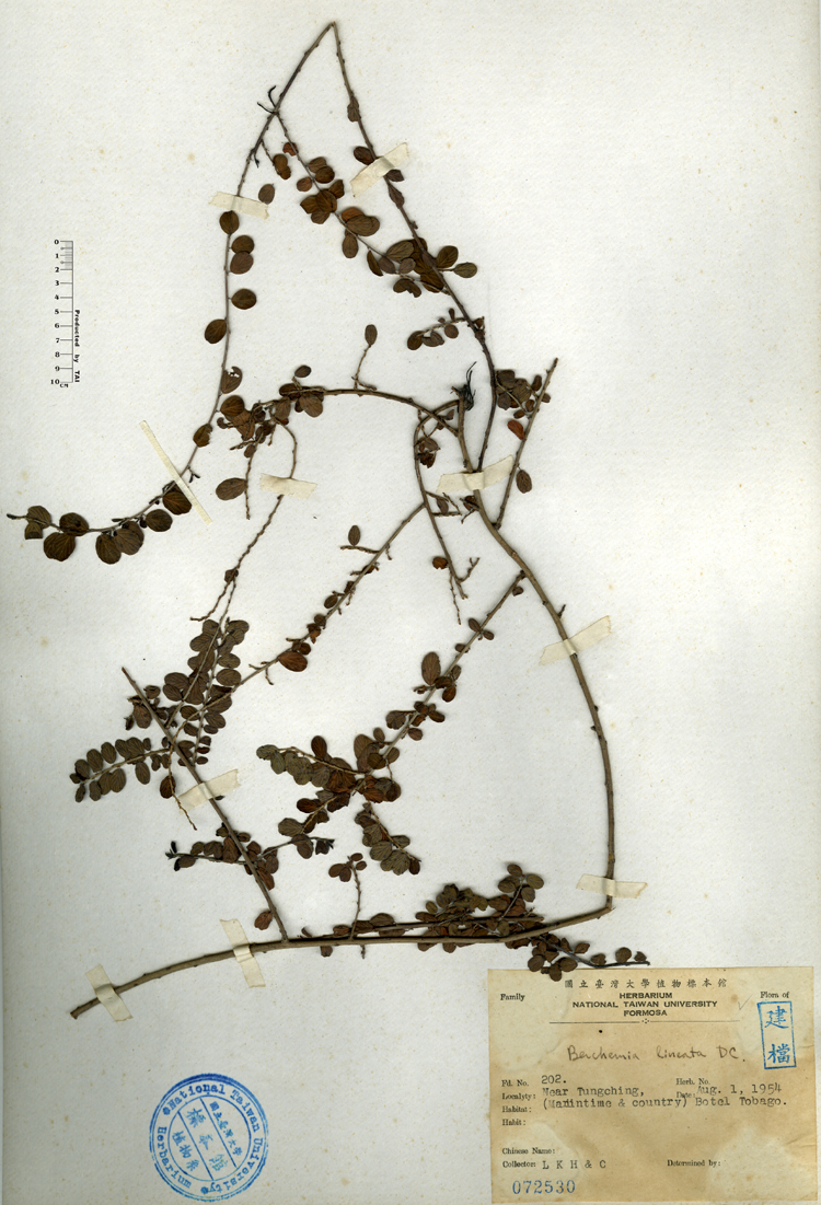 中文種名:小葉黃鱔藤學名:Berchemia lineata DC.俗名:小葉黃鱔藤俗名（英文）:小葉黃鱔藤