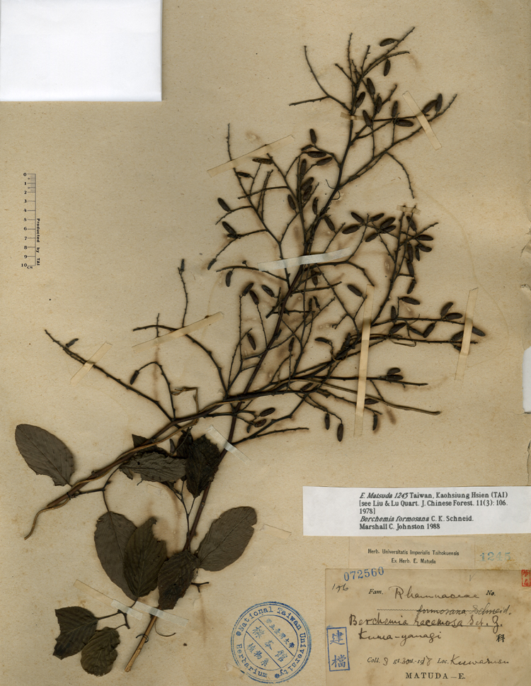 中文種名:台灣黃鱔藤學名:Berchemia racemosa Seb. Z.俗名:台灣黃鱔藤俗名（英文）:台灣黃鱔藤