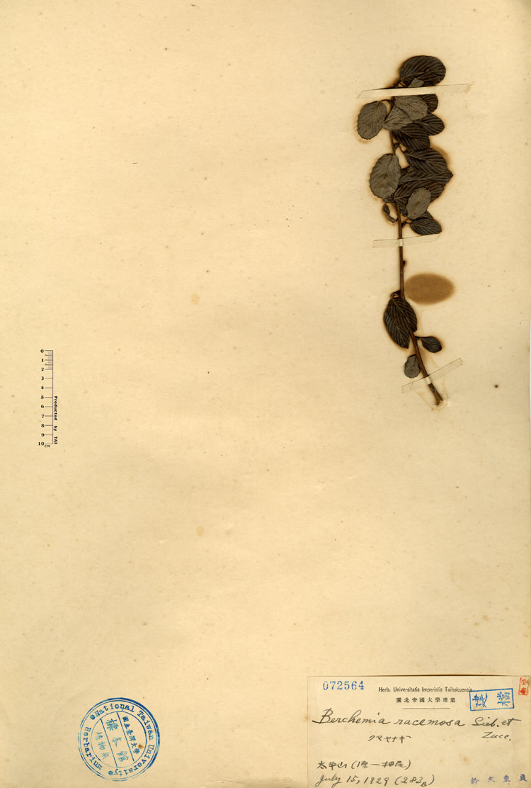 中文種名:小葉黃鱔藤學名:Berchemia racemosa Sieb. et Zucc.俗名:小葉黃鱔藤俗名（英文）:小葉黃鱔藤
