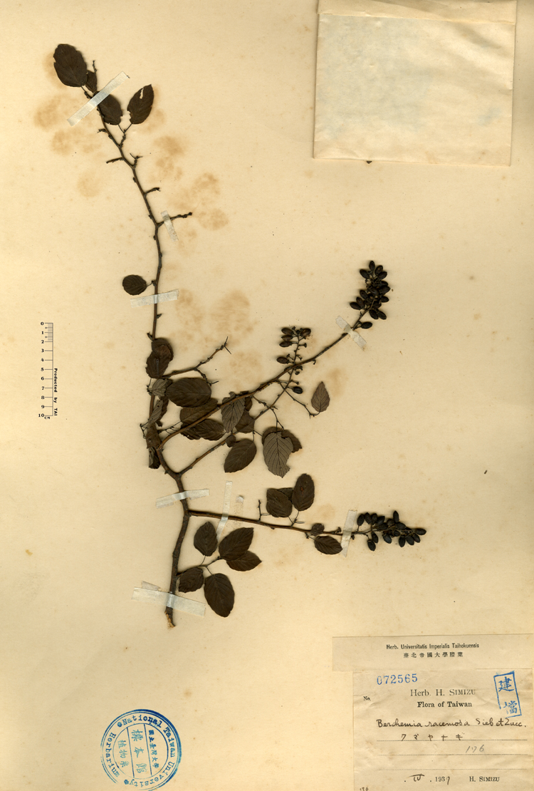 中文種名:小葉黃鱔藤學名:Berchemia racemosa Sieb et Zucc.俗名:小葉黃鱔藤俗名（英文）:小葉黃鱔藤