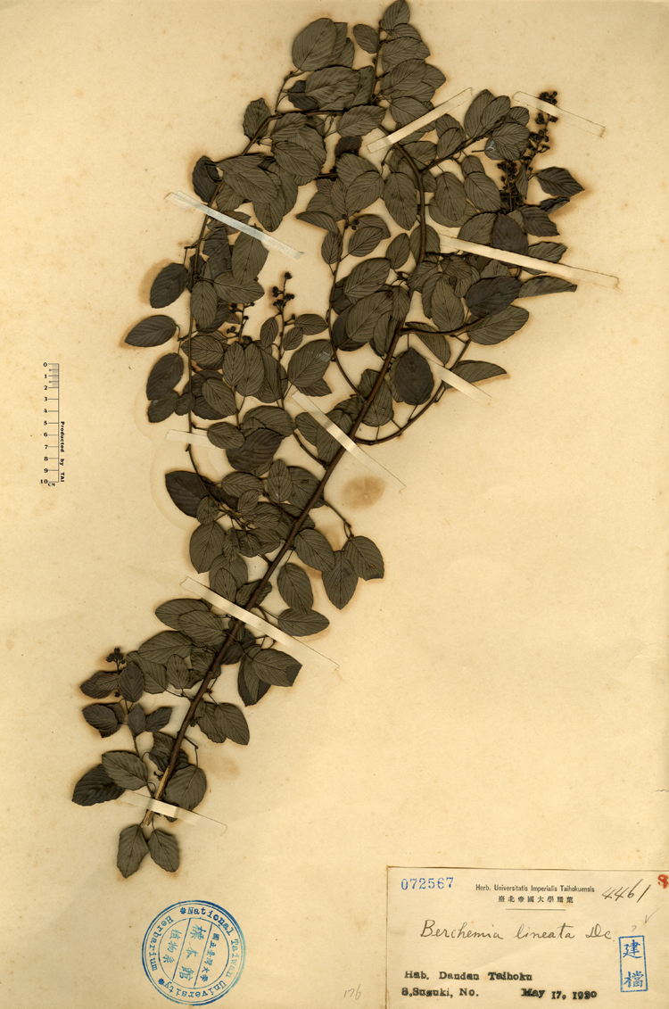 中文種名:小葉黃鱔藤學名:Berchemia lineata DC.俗名:小葉黃鱔藤俗名（英文）:小葉黃鱔藤