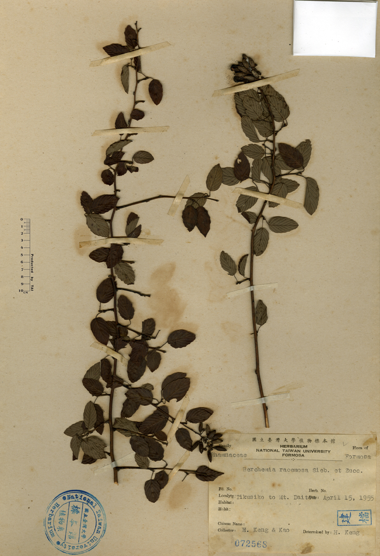 中文種名:小葉黃鱔藤學名:Berchemia racemosa Sieb. et Zucc.俗名:小葉黃鱔藤俗名（英文）:小葉黃鱔藤