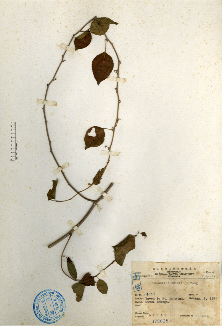 中文種名:亞洲濱棗學名:Colubrina asiatica Brongn.俗名:亞洲濱棗俗名（英文）:亞洲濱棗