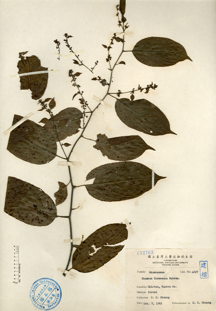 中文種名:桶鉤藤學名:Rhamnus formosana Matsum.俗名:桶鉤藤俗名（英文）:桶鉤藤