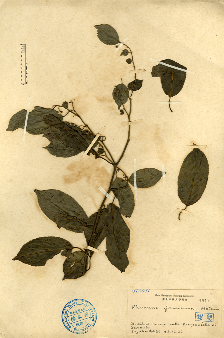 中文種名:桶鉤藤學名:Rhamnus formosana Matsum.俗名:桶鉤藤俗名（英文）:桶鉤藤