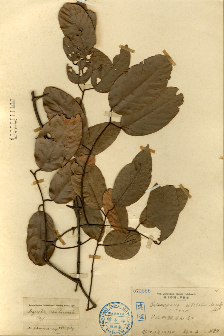 中文種名:巒大雀梅藤學名:Ourouparia seriloba Sasaki List.俗名:巒大雀梅藤俗名（英文）:巒大雀梅藤