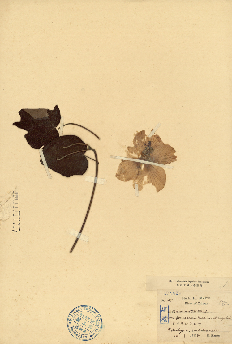 中文種名:山芙蓉學名:Hibiscus mutabilis L. var. formosana Masamu. et Suzuki俗名:山芙蓉俗名（英文）:山芙蓉