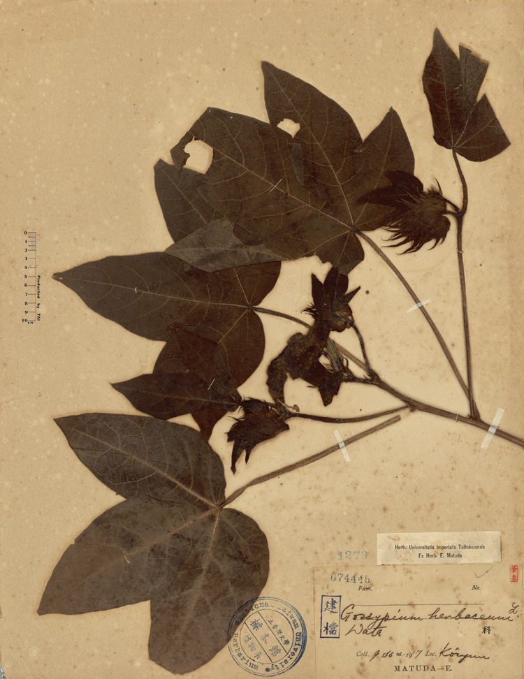 中文種名:棉花學名:Gossypium herbaceum L.俗名:棉花俗名（英文）:棉花