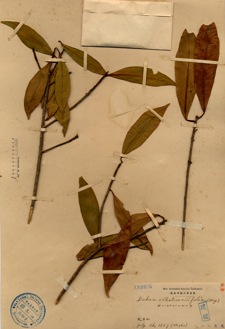 中文種名:月桂葉灰木學名:Bobua wikstroemifolia (Hay.)俗名:月桂葉灰木俗名（英文）:月桂葉灰木
