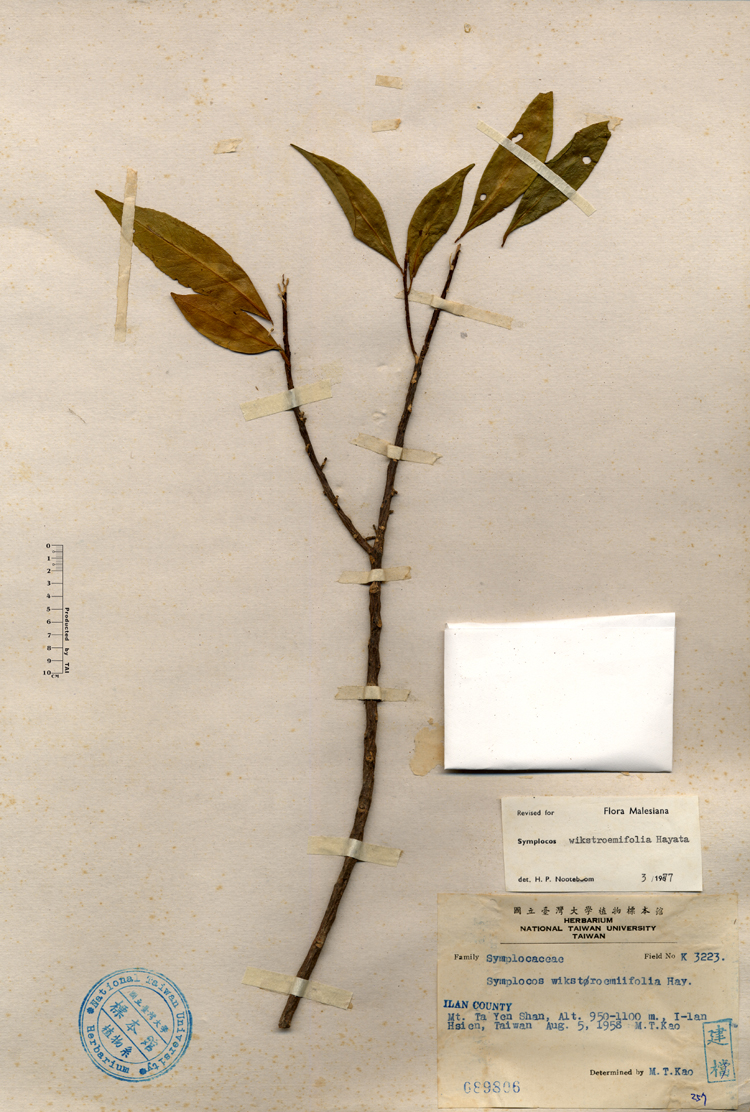 中文種名:月桂葉灰木學名:Symplocos wikstroemifolia Hay.俗名:月桂葉灰木俗名（英文）:月桂葉灰木