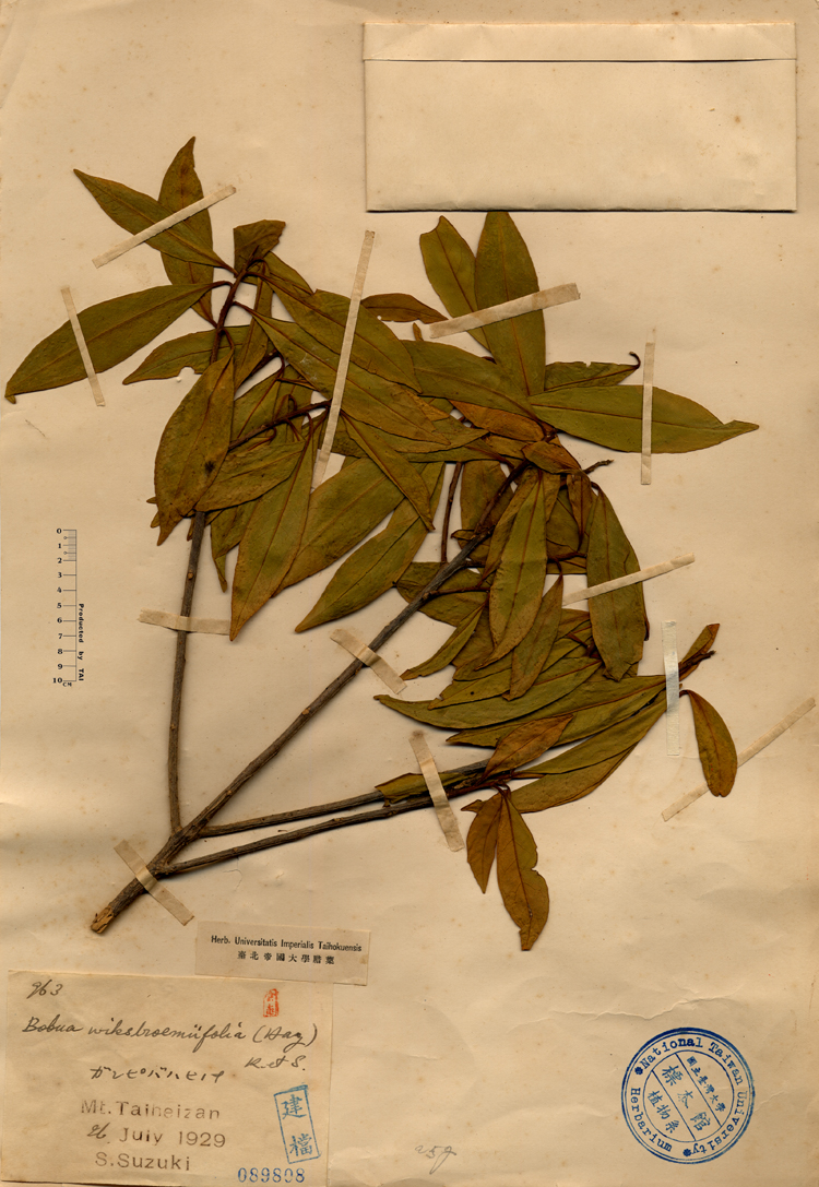 中文種名:月桂葉灰木學名:Bobua wikstroemifolia (Hay) K.et S.俗名:月桂葉灰木俗名（英文）:月桂葉灰木