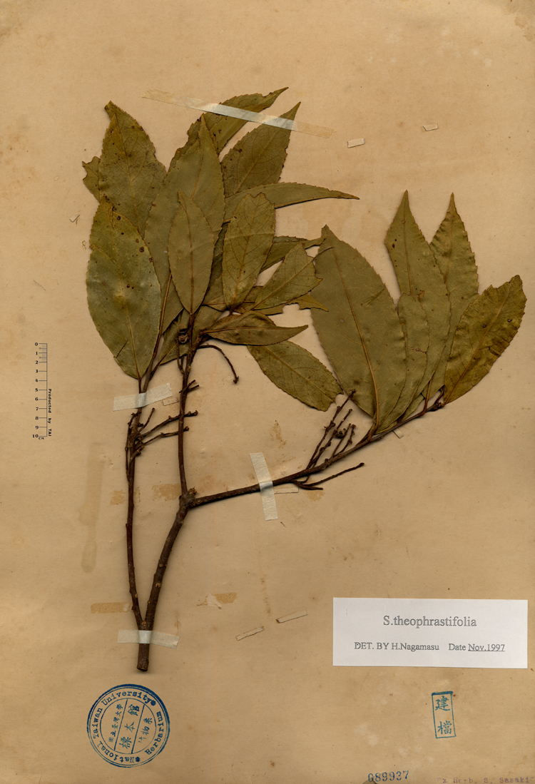 中文種名:山豬肝學名:S.theophrastifolia俗名:山豬肝俗名（英文）:山豬肝