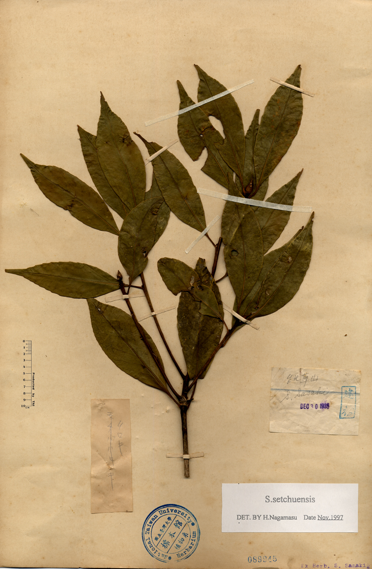 中文種名:四川灰木學名:Symplocos setchuensis俗名:四川灰木俗名（英文）:四川灰木