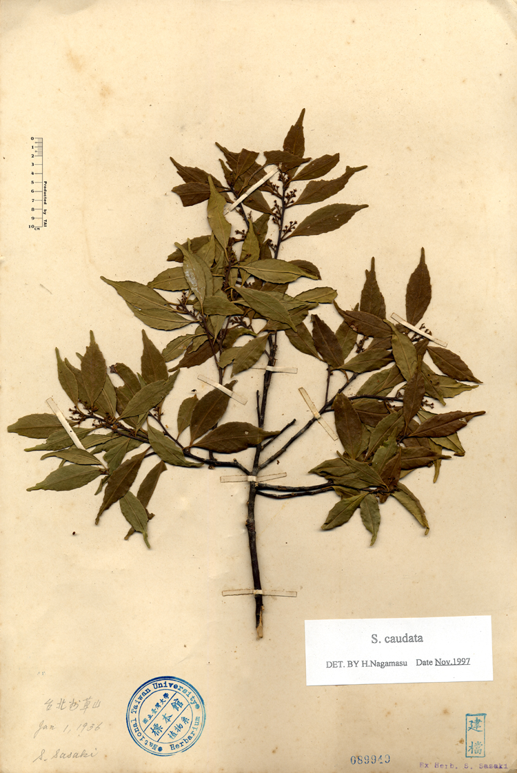 中文種名:尾葉灰木學名:S.caudata俗名:尾葉灰木俗名（英文）:尾葉灰木