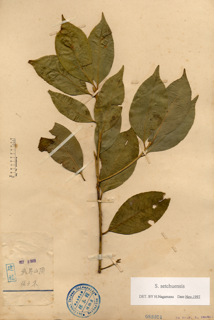 中文種名:四川灰木學名:S.setchuensis俗名:四川灰木俗名（英文）:四川灰木
