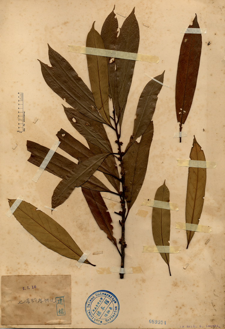 中文種名:山羊耳俗名:山羊耳俗名（英文）:山羊耳