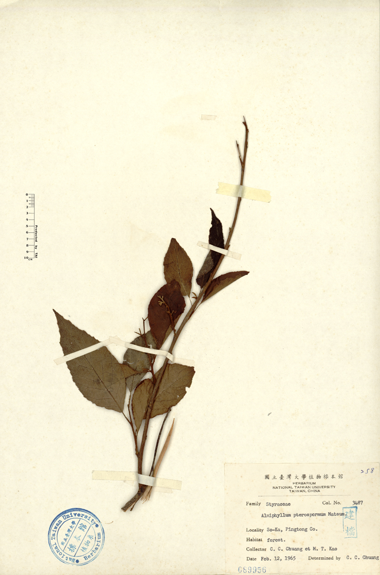 中文種名:假赤楊學名:Alniphyllum pterospermum Matsum.俗名:假赤楊俗名（英文）:假赤楊