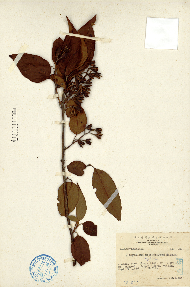 中文種名:假赤楊學名:Alniphyllum pterospermum Matsum.俗名:假赤楊俗名（英文）:假赤楊