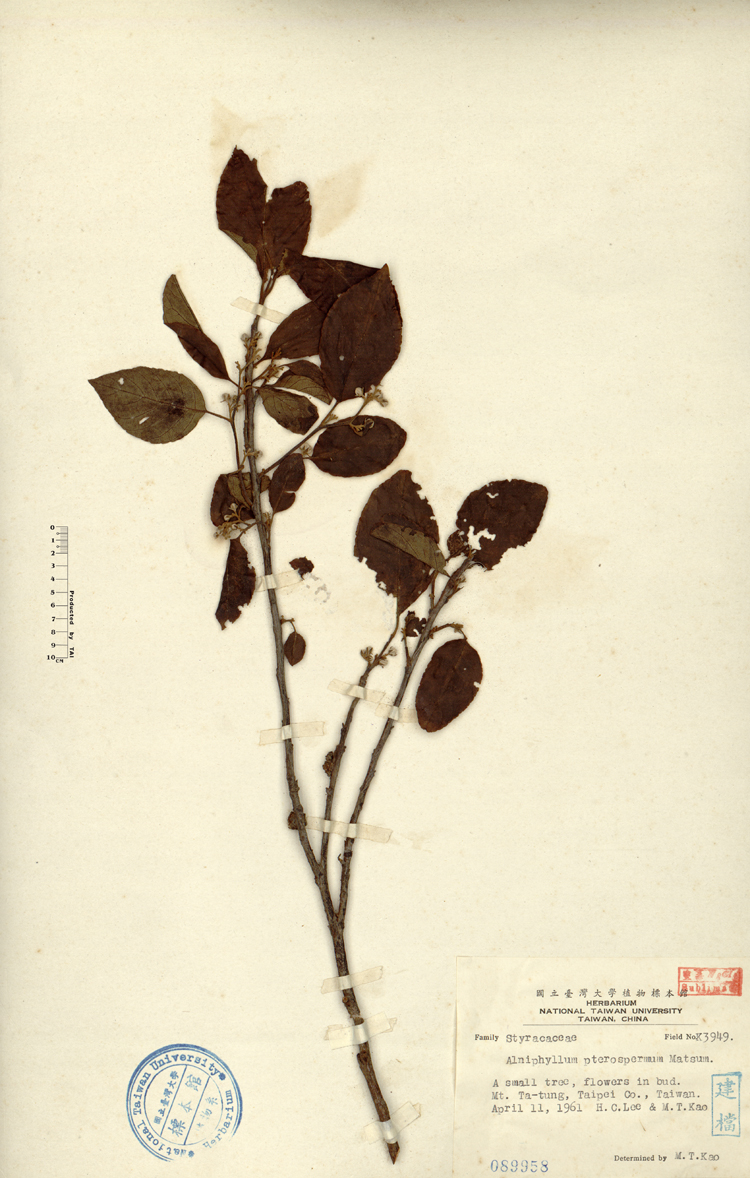 中文種名:假赤楊學名:Alniphyllum pterospermum Matsum.俗名:假赤楊俗名（英文）:假赤楊