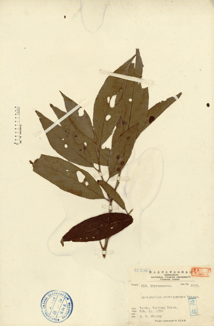 中文種名:假赤楊學名:Alniphyllum pterospermum Matsum.俗名:假赤楊俗名（英文）:假赤楊