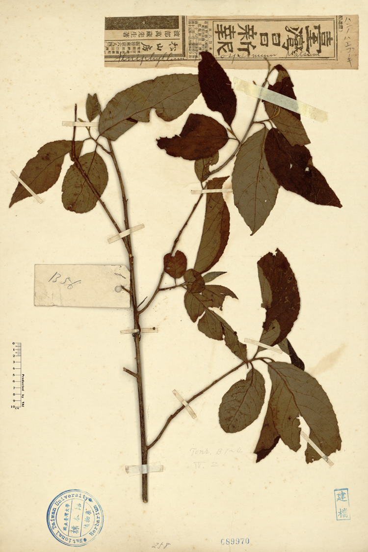 中文種名:假赤楊學名:Alniphyllum pterospermum Matsum.俗名:假赤楊俗名（英文）:假赤楊