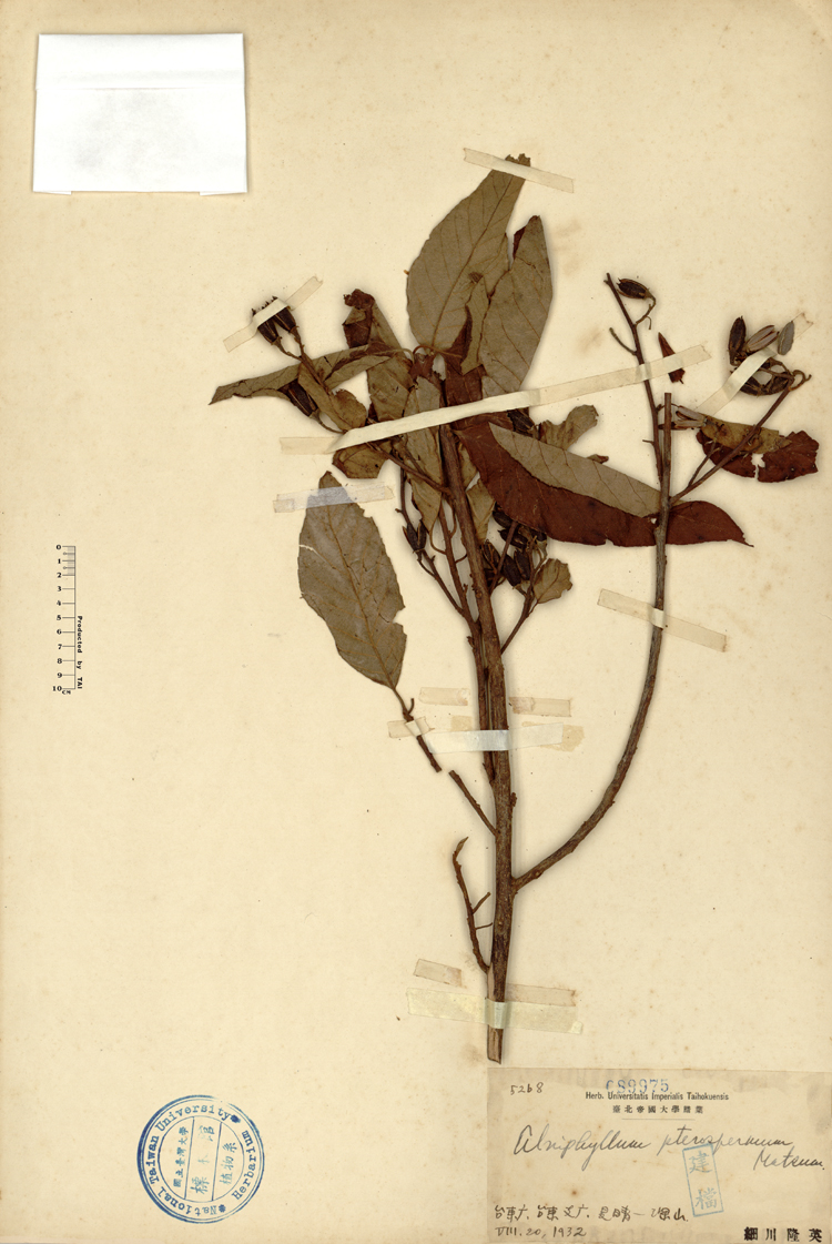 中文種名:假赤楊學名:Alniphyllum pterospermum Matsum.俗名:假赤楊俗名（英文）:假赤楊