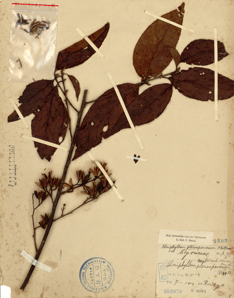 中文種名:假赤楊學名:Alniphyllum pterospermum Matsum.俗名:假赤楊俗名（英文）:假赤楊