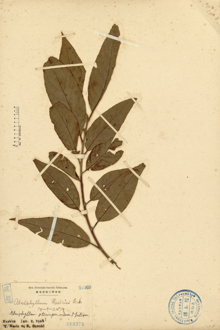中文種名:假赤楊學名:Alniphyllum pterospermum Matsum.俗名:假赤楊俗名（英文）:假赤楊