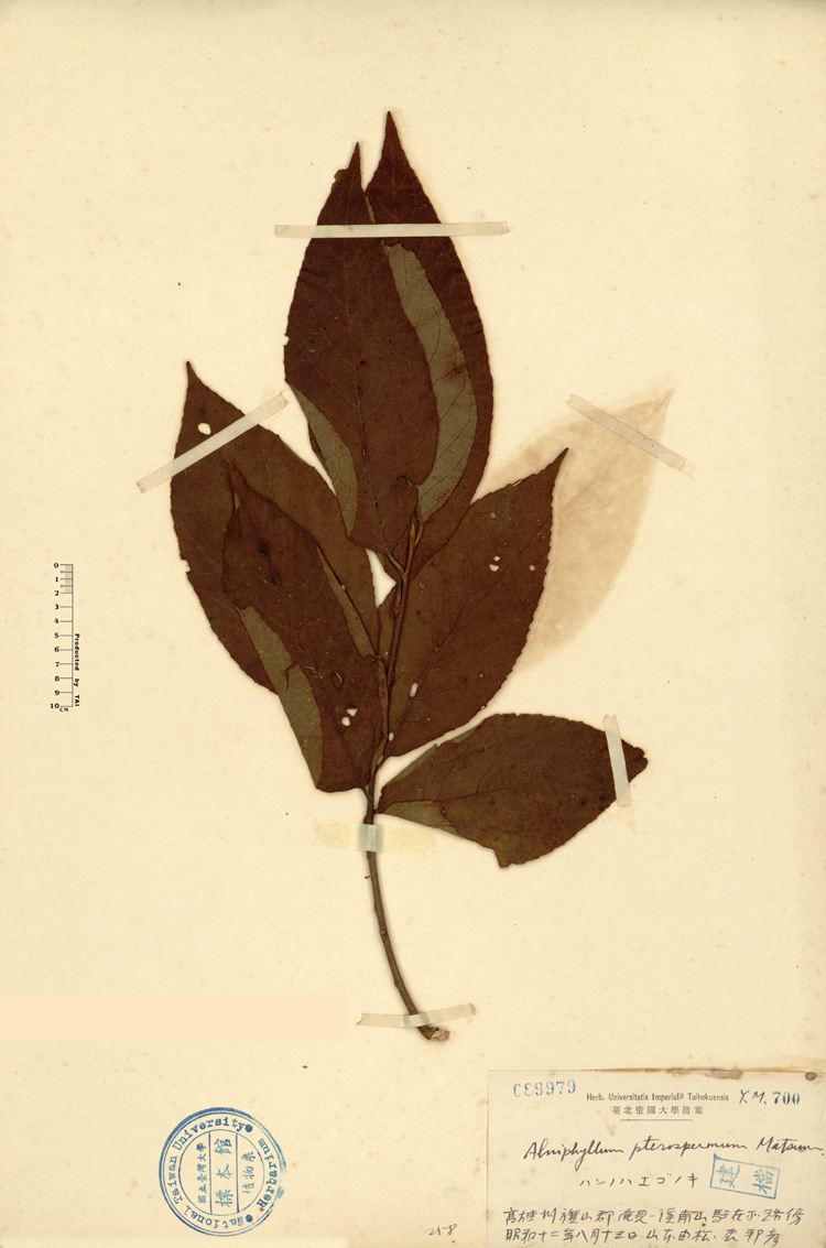 中文種名:假赤楊學名:Alniphyllum pterospermum Matsum.俗名:假赤楊俗名（英文）:假赤楊
