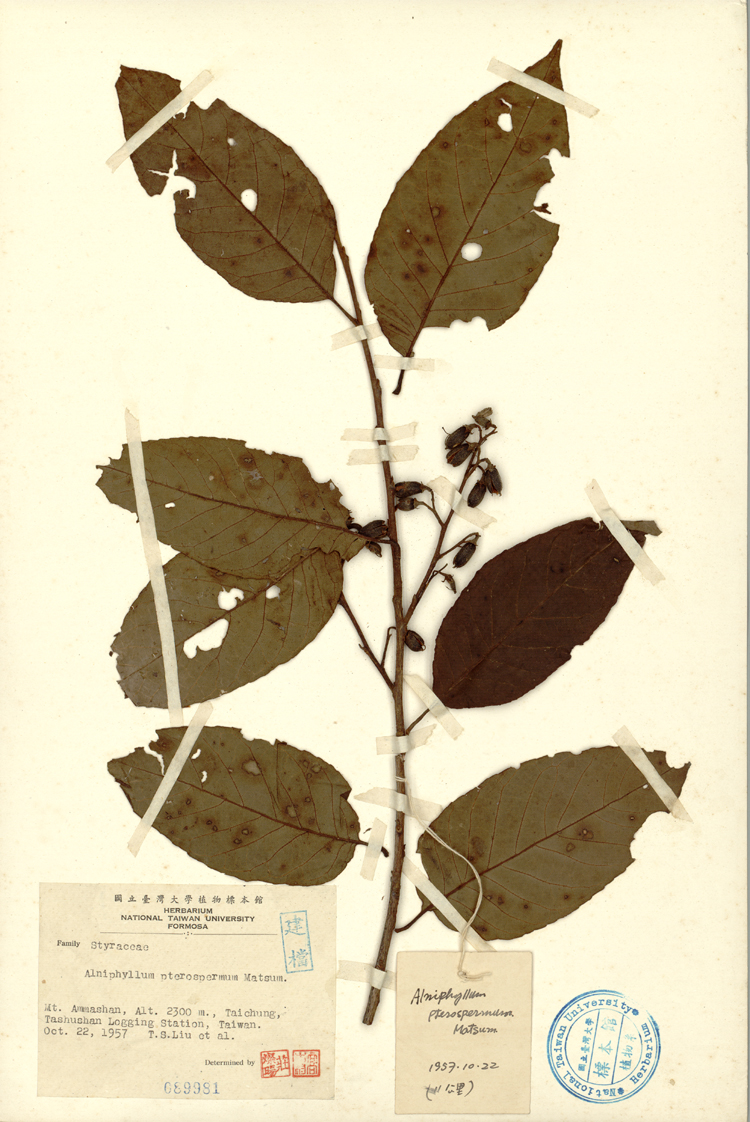 中文種名:假赤楊學名:Alniphyllum pterospermum/Matsum./俗名:假赤楊俗名（英文）:假赤楊