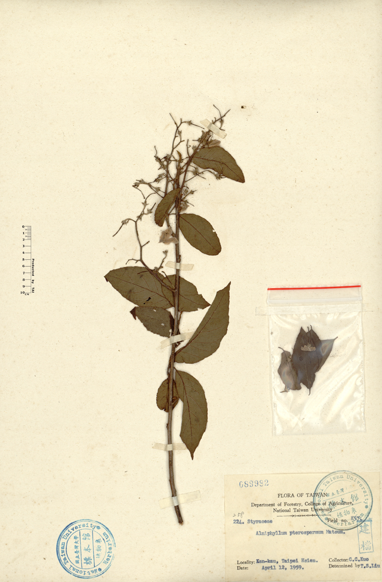 中文種名:假赤楊學名:Alniphyllum pterospermum Matsum.俗名:假赤楊俗名（英文）:假赤楊