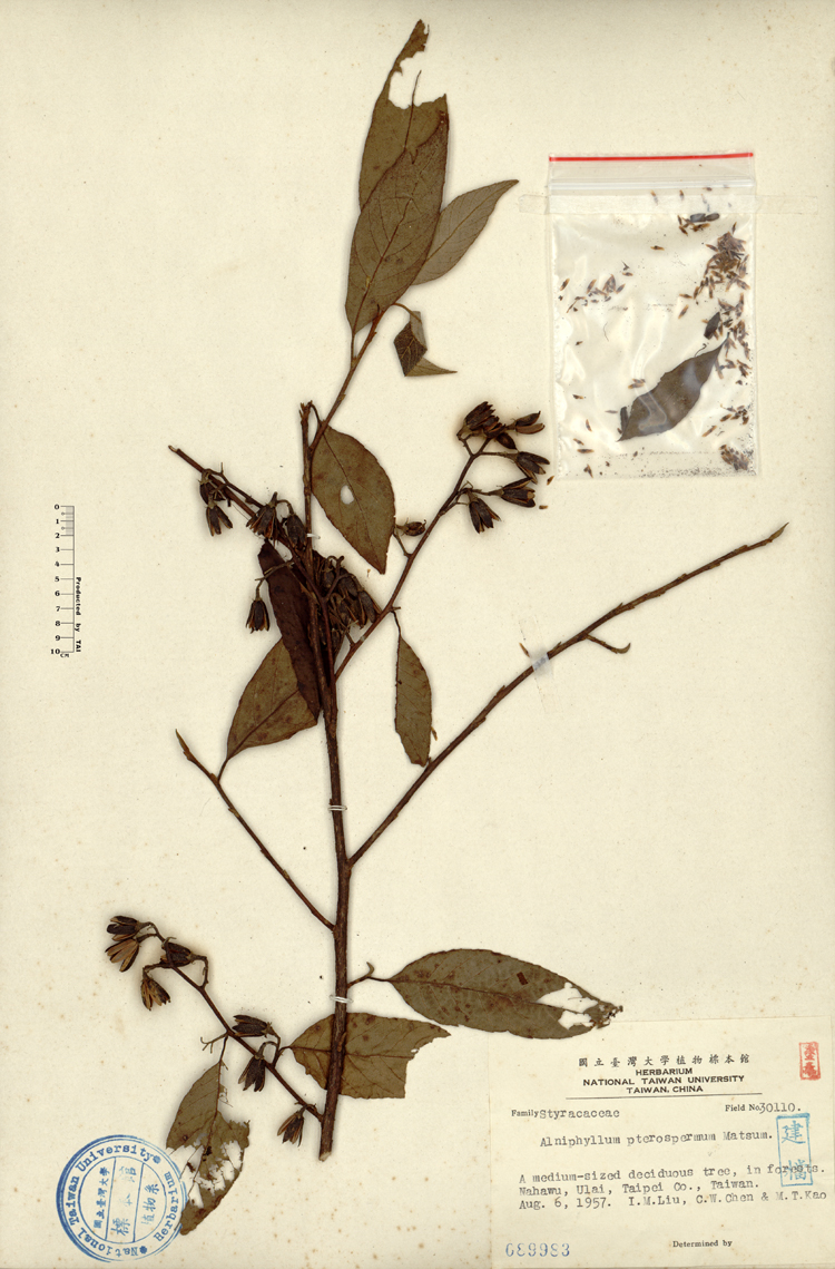 中文種名:假赤楊學名:Alniphyllum pterospermum Matsum.俗名:假赤楊俗名（英文）:假赤楊
