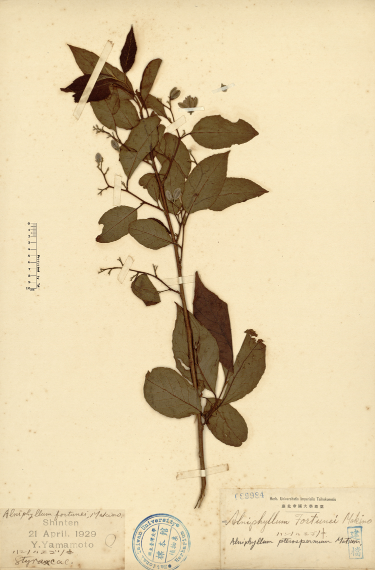 中文種名:假赤楊學名:Alniphyllum pterospermum Matsum.俗名:假赤楊俗名（英文）:假赤楊