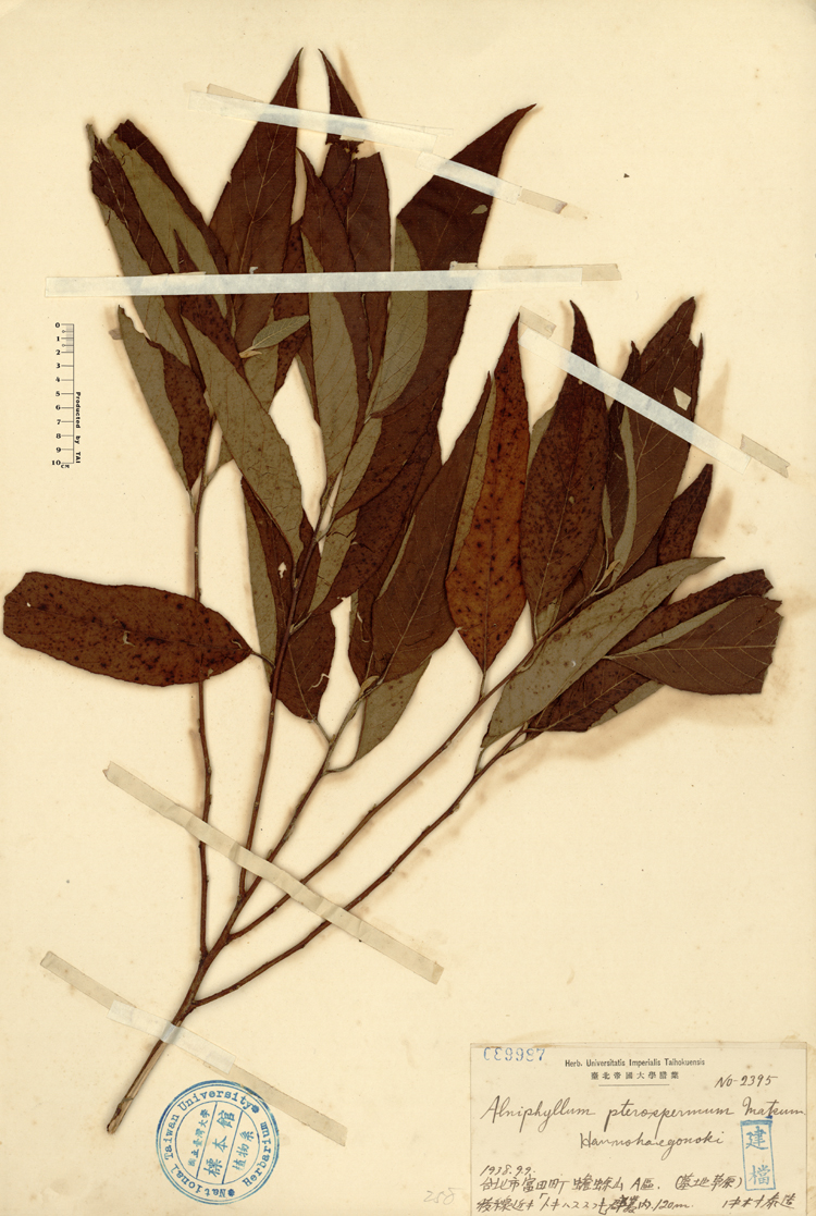 中文種名:假赤楊學名:Alniphyllum pterospermum Matsum.俗名:假赤楊俗名（英文）:假赤楊