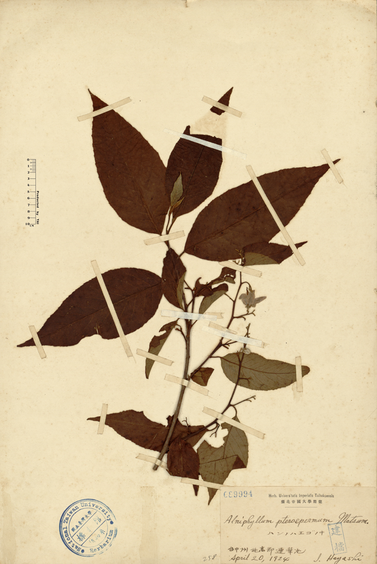 中文種名:假赤楊學名:Alniphyllum pterospermum Matsum.俗名:假赤楊俗名（英文）:假赤楊