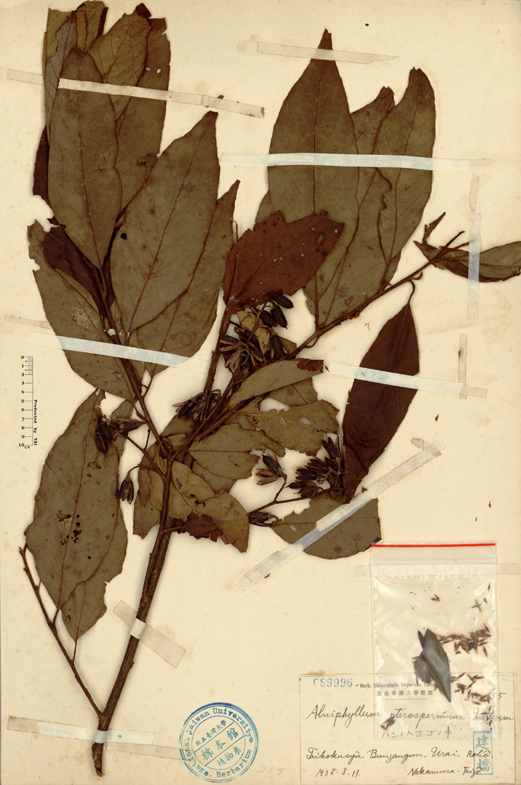 中文種名:假赤楊學名:Alniphyllum pterospermum Matsum.俗名:假赤楊俗名（英文）:假赤楊
