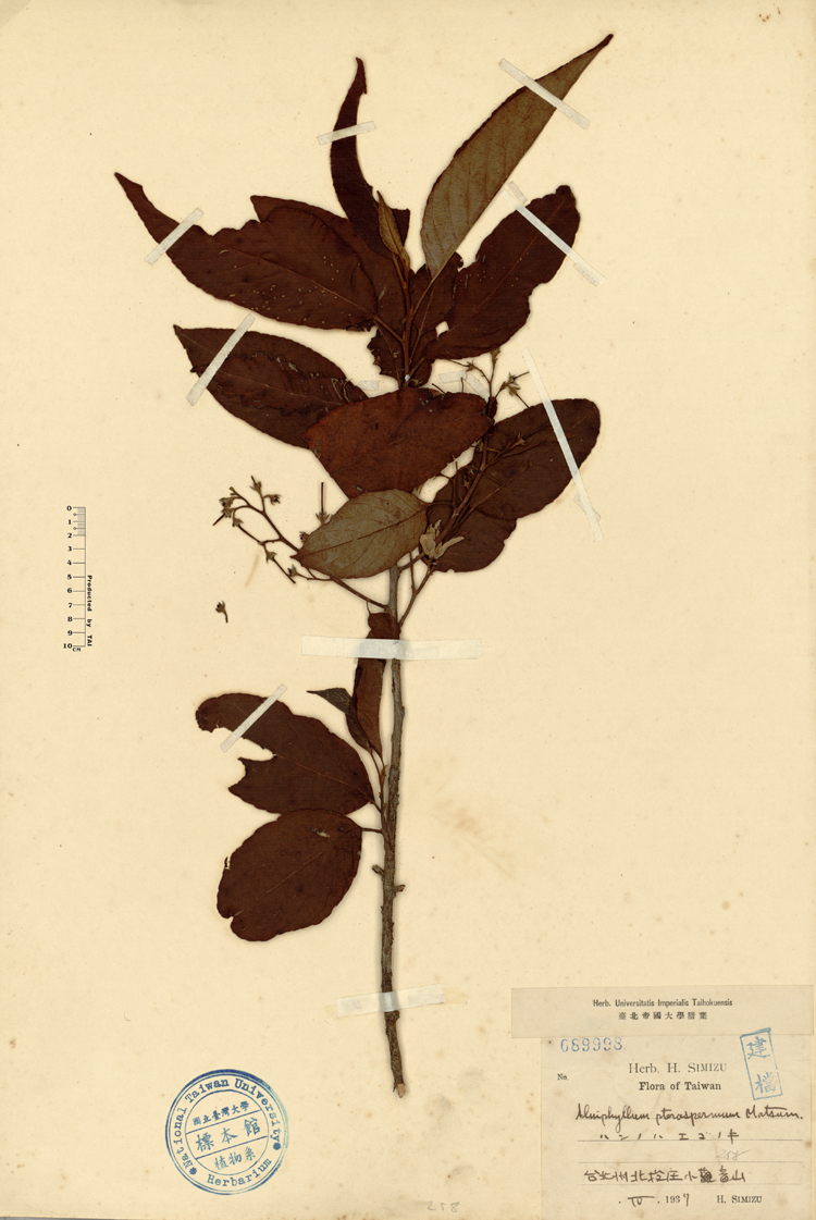 中文種名:假赤楊學名:Alniphyllum pterospermum Matsum.俗名:假赤楊俗名（英文）:假赤楊