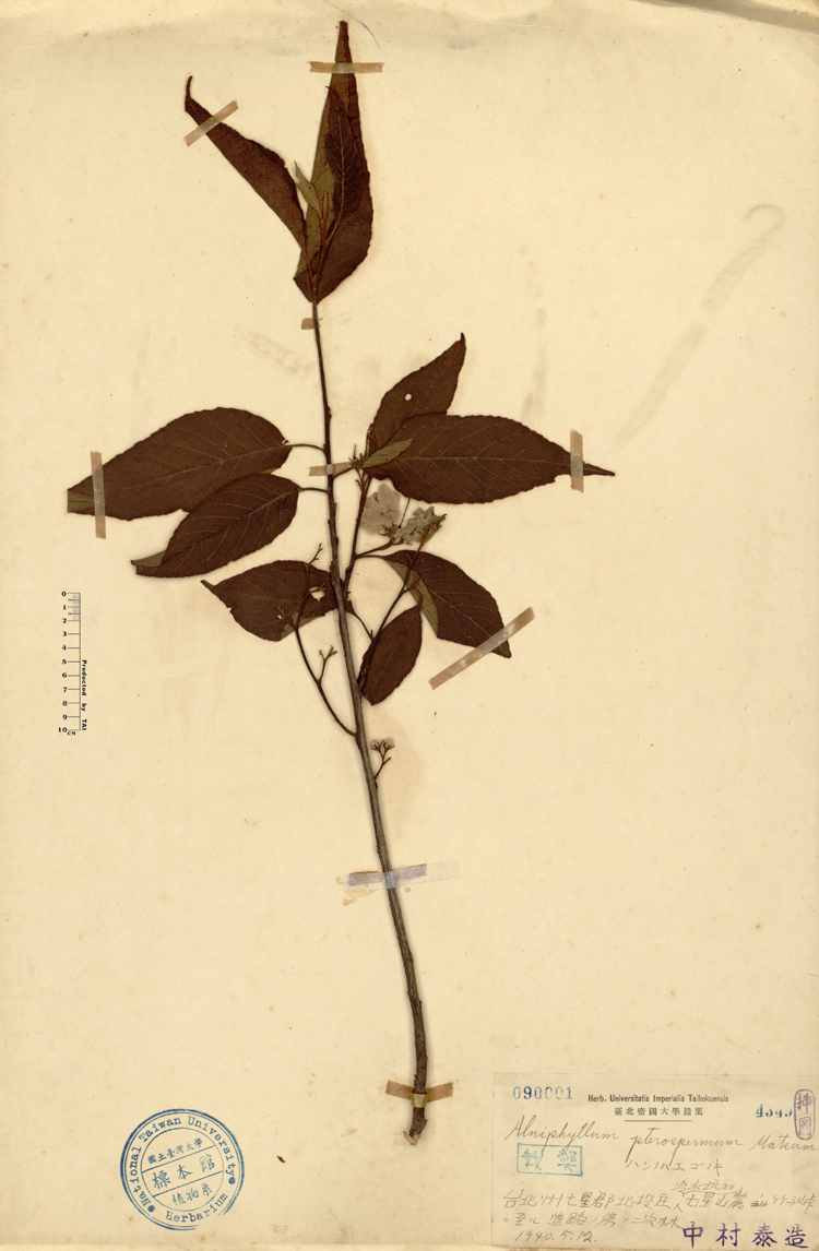 中文種名:假赤楊學名:Alniphyllum pterospermum Matsum.俗名:假赤楊俗名（英文）:假赤楊
