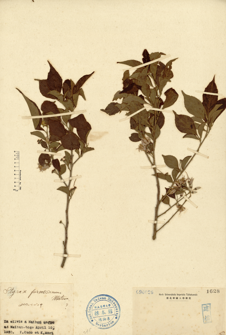 中文種名:烏皮九芎學名:Styrax formosana Matsum.俗名:烏皮九芎俗名（英文）:烏皮九芎