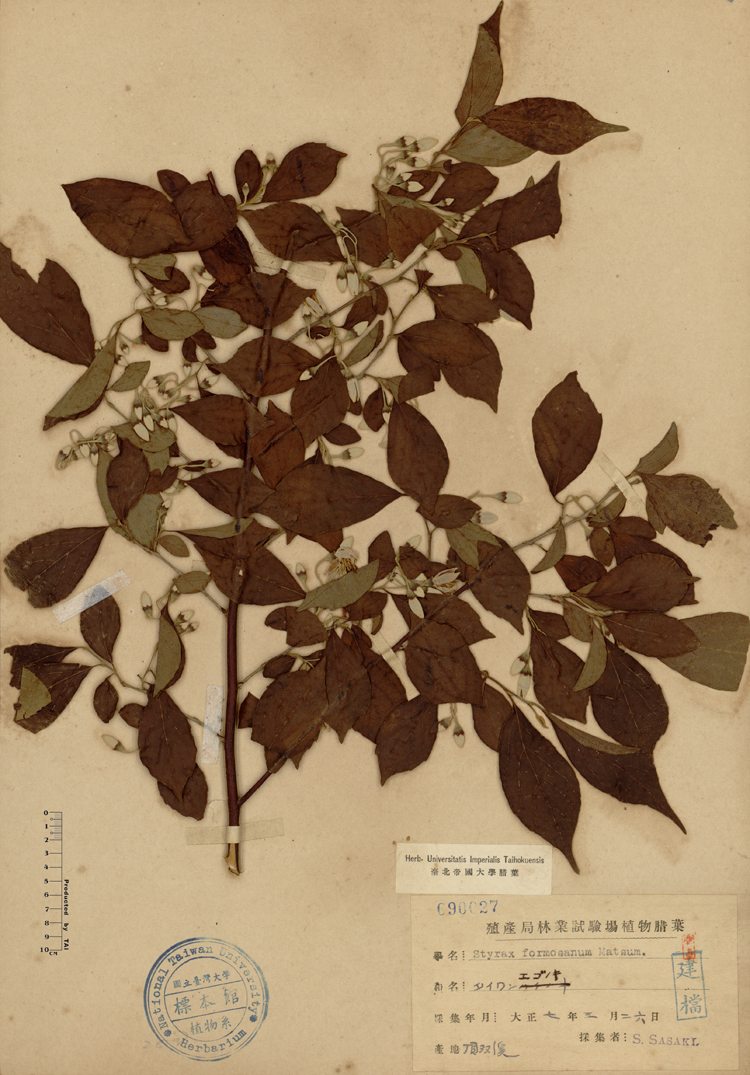 中文種名:烏皮九芎學名:Styrax formosana Matsum.俗名:烏皮九芎俗名（英文）:烏皮九芎