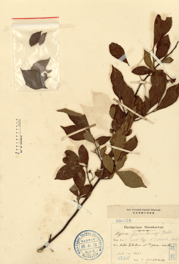 中文種名:烏皮九芎學名:Styrax formosana Matsum.俗名:烏皮九芎俗名（英文）:烏皮九芎